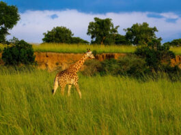 Kidepo Valley National Park Kidepo Valley National Park