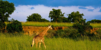 Kidepo Valley National Park Kidepo Valley National Park