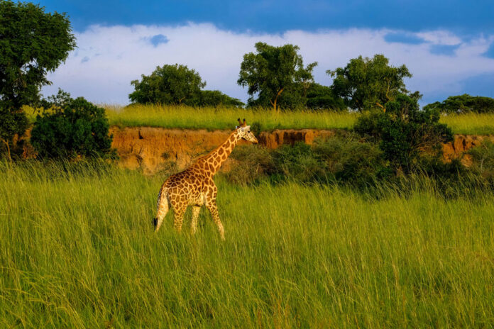 Kidepo Valley National Park