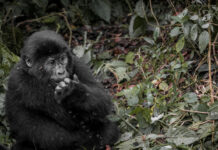 Mgahinga Gorilla National Park Mgahinga Oeganda
