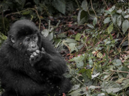 Mgahinga Gorilla National Park Mgahinga Oeganda