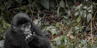 Mgahinga Gorilla National Park Mgahinga Oeganda