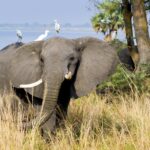 Murchison Falls Oeganda