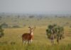 Pian Upe Wildlife Reserve Pian Upe Oeganda