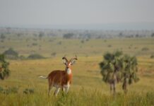 Pian Upe Wildlife Reserve Pian Upe Oeganda
