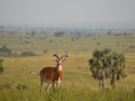 Pian Upe Wildlife Reserve Pian Upe Oeganda