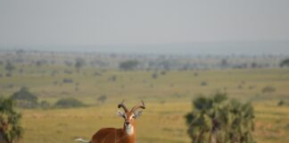 Pian Upe Wildlife Reserve Pian Upe Oeganda