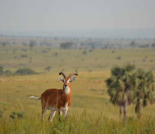 Pian Upe Wildlife Reserve Pian Upe Oeganda