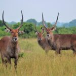 Pian Upe Reserve Oeganda