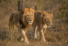 Kunnen leeuwen uit gevangenschap opnieuw in het wild leven? Zambia probeert het uit Zambia zet leeuwen uit gevangenschap opnieuw uit in het wild