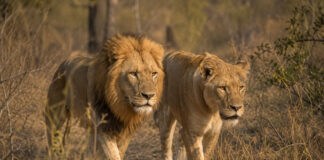 Kunnen leeuwen uit gevangenschap opnieuw in het wild leven? Zambia probeert het uit Zambia zet leeuwen uit gevangenschap opnieuw uit in het wild