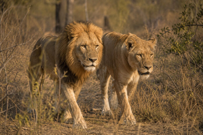 Zambia zet leeuwen uit gevangenschap opnieuw uit in het wild
