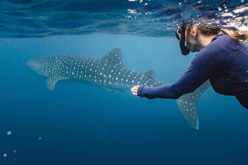 Whale shark Australia