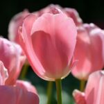 Bella Blush tulp