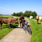 Blokzijl fietsen tussen koeien