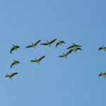 Blokzijl vogels