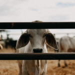 Brahman calf