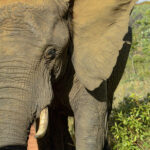 Close up olifant Welgevonden