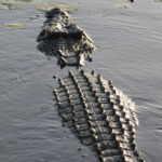 Crocodile Australia