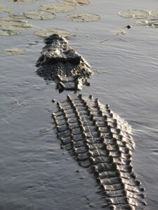 Crocodile Australia