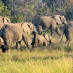 Elephants Crossing