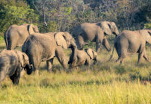67 Ellie’s Standby at Elephants Crossing Lodge Elephants Crossing
