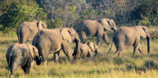67 Ellie’s Standby at Elephants Crossing Lodge Elephants Crossing