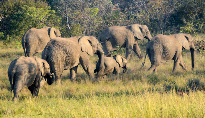 Elephants Crossing