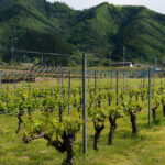 Japanese wine Japan