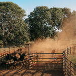 Munsteren Australia