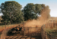 Mustering in the Top End Munsteren Australia