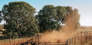 Mustering in the Top End Munsteren Australia