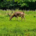 Natuurpark Lelystad ree
