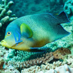 Ningaloo Angelfish
