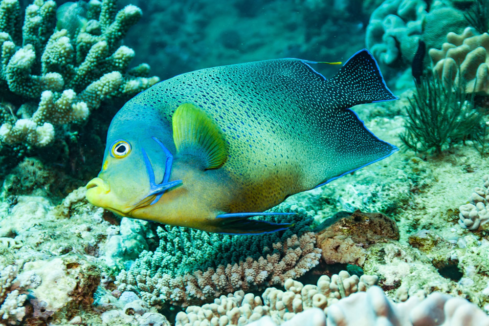 Ningaloo Angelfish