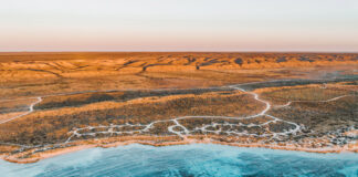 Beneath the blue: swimming with whale sharks at Ningaloo Reef Ningaloo kustlijn