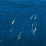 Ningaloo walvishaai