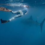 Ningaloo walvishaai Australia