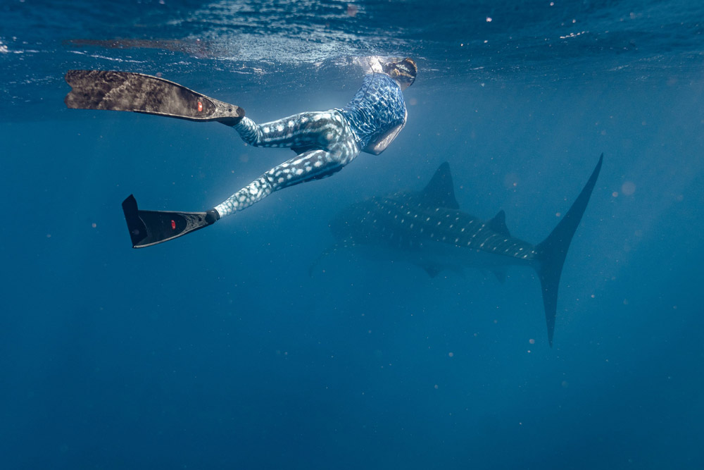 Ningaloo walvishaai Australia