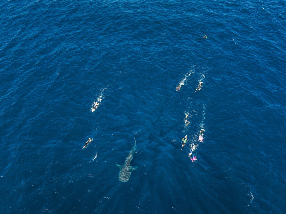 Ningaloo walvishaai