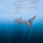 Ningaloo whale shark