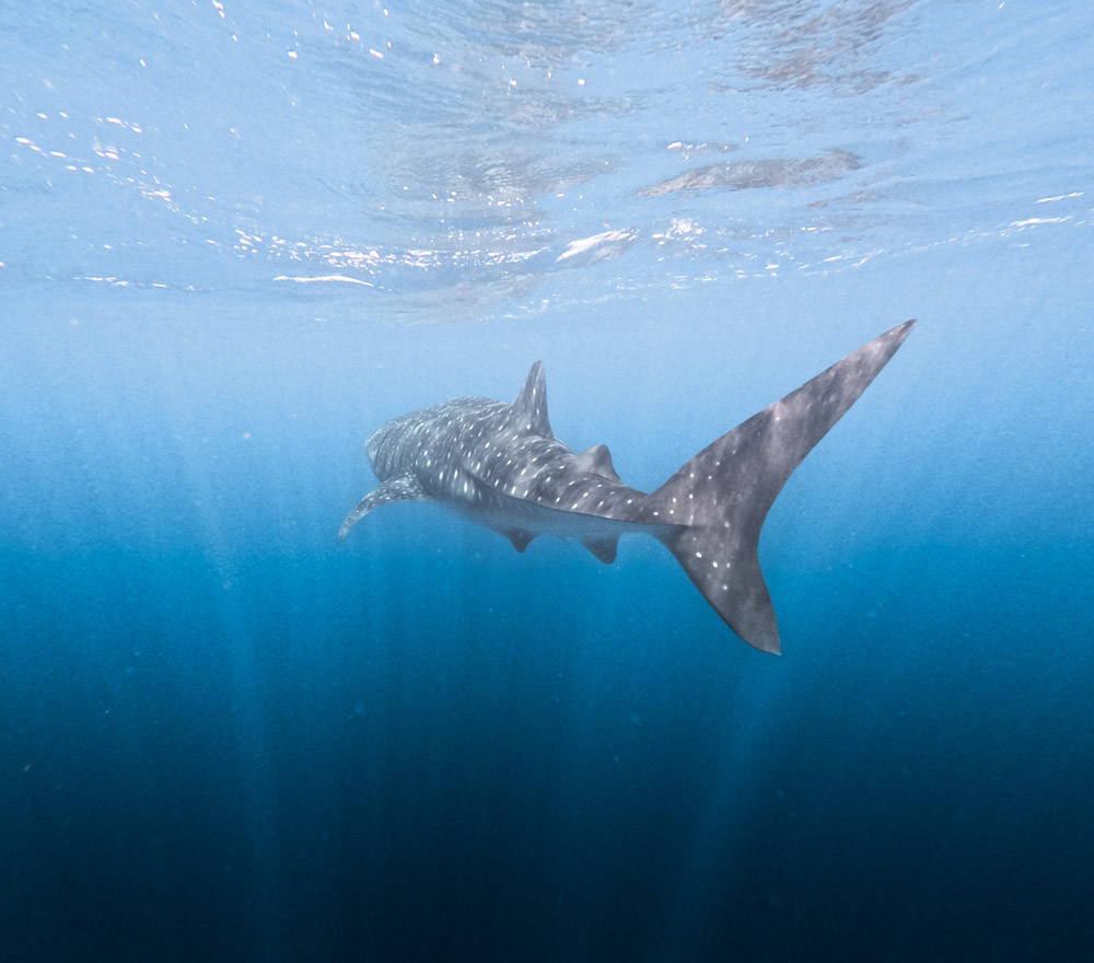 Ningaloo whale shark