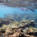 Osprey Bay snorkelen