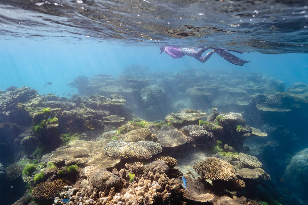Osprey Bay snorkelen