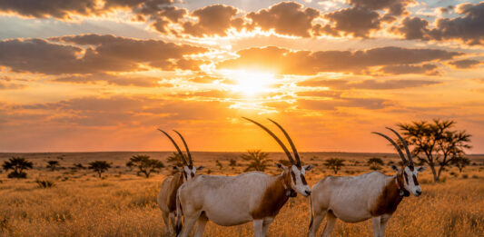 Ouadi Rimé–Ouadi Achim: het laatste geheim van Afrika Ouadi Rimé–Ouadi Achim