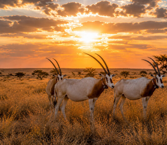 Ouadi Rimé–Ouadi Achim: het laatste geheim van Afrika Ouadi Rimé–Ouadi Achim