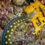 Slangaal Curacao