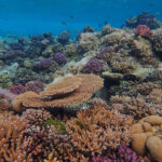 The slow return of Curaçao’s coral