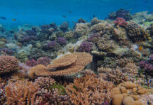 Beneath the surface: The slow return of Curaçao’s coral The slow return of Curaçao’s coral