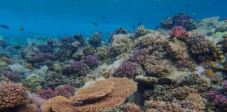 Beneath the surface: The slow return of Curaçao’s coral The slow return of Curaçao’s coral